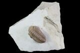 Detailed, Long Kainops Trilobite - Oklahoma #94649-1